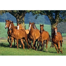 Пъзел - Quarter Horses