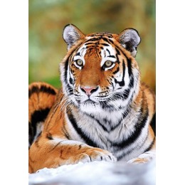 Пъзел - Siberian Tiger